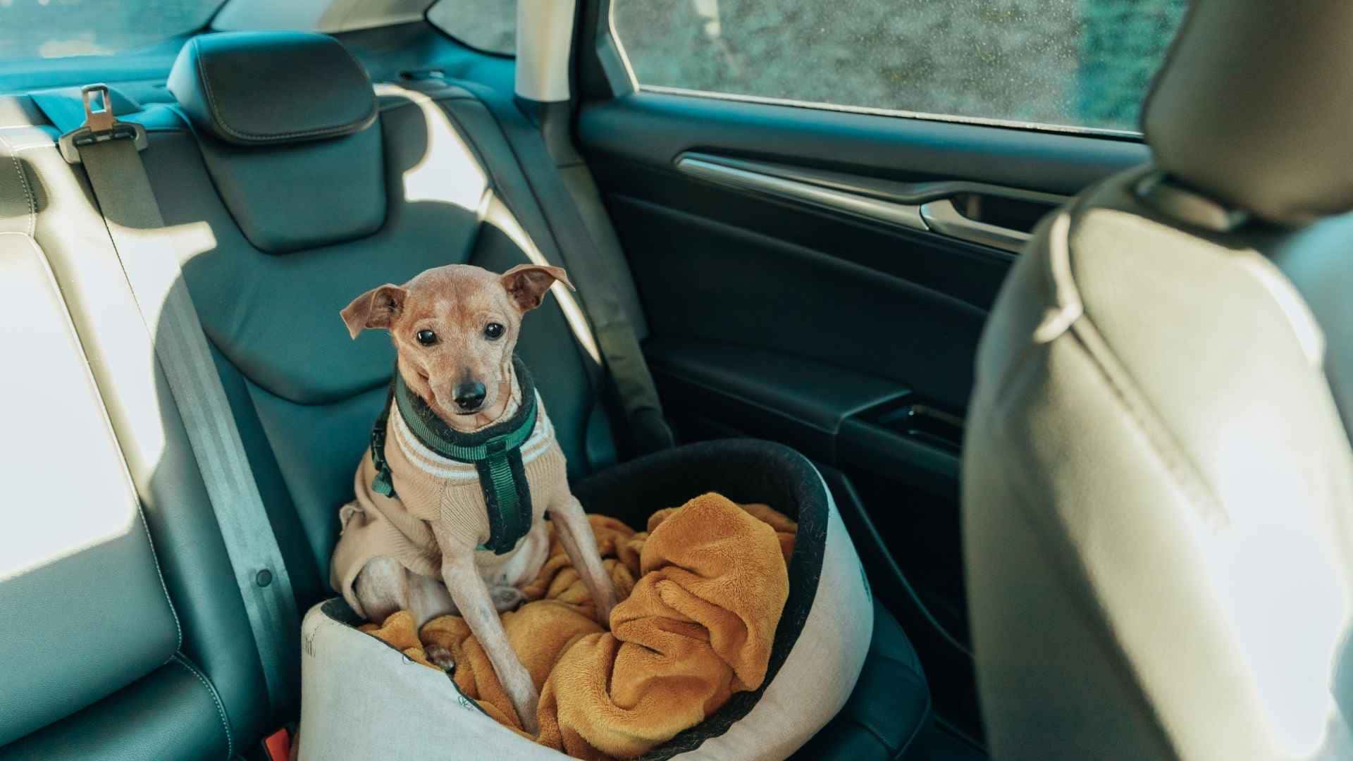 como llevar al perro en el coche